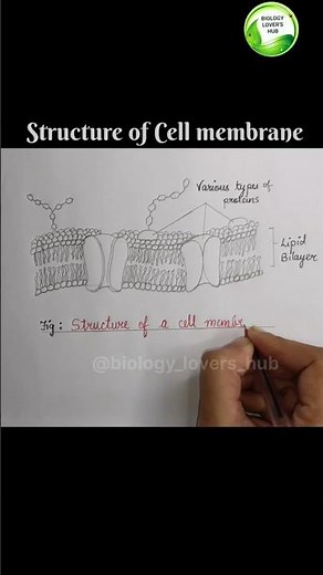 Cell Membrane Diagram | Step by Step NCERT 2026 #class9science #diagram