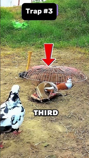 5 Homemade Bird Traps You’ll Want to Try