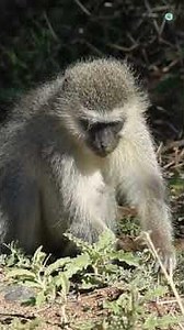 Life of Baboons: Adorable and Funny Moments in the Baboon World