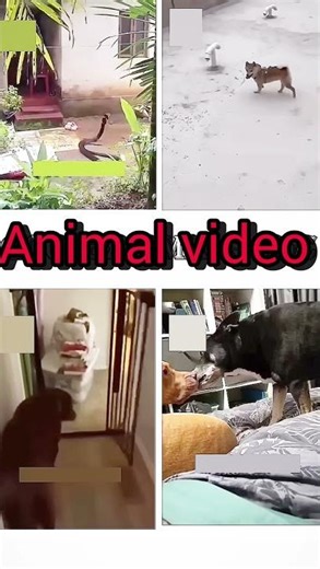 🤣 snake is running on iphone /animal #funny #pets #shorts