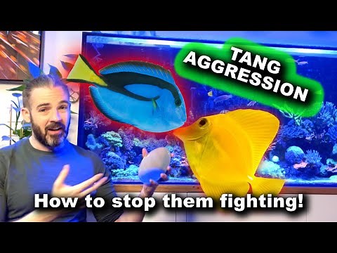 Tang Aggression - How to stop them fighting!