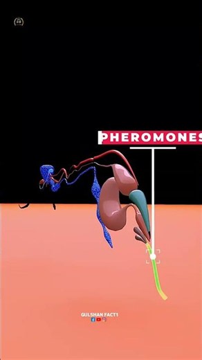 How Do Ants Communicate Using Pheromones