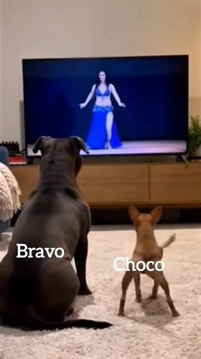 Choco's dance moves #dogs #funny #lol #viral #pets