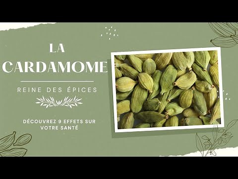 Cardamom: Queen of spices, I reveal its well-hidden secrets to you