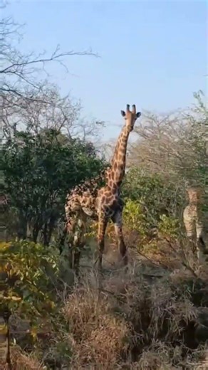 upclose lookup of a giraffe 🦒 from majete wildlife