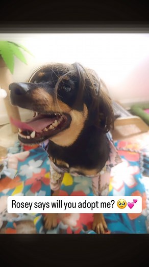 Please share to help Rosey find her home so she can be adopted from foster! 🙏🏼💕 she will need to go stay at the shelter to let more people see her if her family doesn’t find her online, please help me not let that happen! 🥹 Rosey 🌹 is a 23 pound, about 3 year old, extremely affectionate female. If you’re looking for the sweetest little girl who is happy all the time, smiles when you walk in the room, has the cutest happy feet dance, and wants non stop kisses and belly rubs, you’ve found her