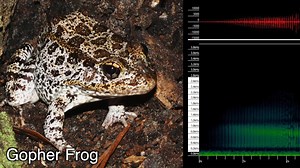Research projects at FWRI require data – a lot of data. As part of a statewide gopher frog monitoring project that began in 2015, researchers use dip-net surveys and “frogloggers” – automated frog call recorders. Our researchers collected froglogger data for 3 years, totaling over 2,281 days of recordings, over 54,000 hours! To make the identification process easier, scientists use software back in the lab that picks up the low-frequency “snore” of the gopher frog. Although technology like this 