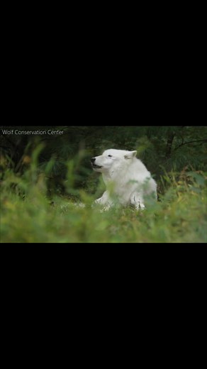 Throwing it back to Atka — our beloved ambassador who spent over 16 unforgettable years at the Center. Wise, gentle, and iconic, Atka lived to be the oldest ambassador wolf we ever had. His legacy still inspires every visitor and every wolf lover. #Atka #WolfAmbassador #WolfConservation #Legacy #WildlifeEducation | Wolf Conservation Center Reels Page