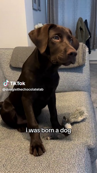 I just a baby 🤎🐶 #dogsoftiktok #puppiesoftiktok #ijustababy #cutedogs #dog 🤎🐶🐾