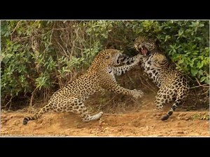 Animal sounds: leopard growl
