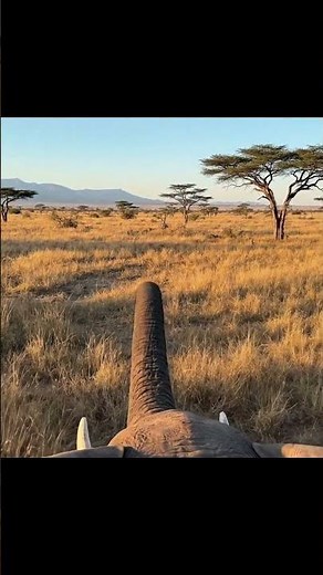 POV: Riding on an Elephant 🐘😲 | First-Person Adventure #Shorts