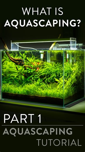 What is aquascaping and why does it matter? Learn how design, plants, and balance come together to create a healthy and beautiful planted aquarium. Link in bio.