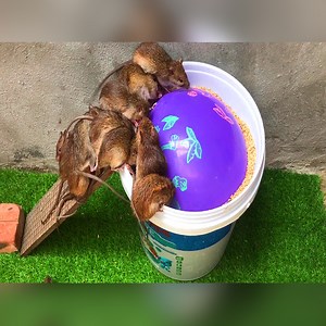 32K views · 137 reactions | Membuat perangkap tikus mudah #2  Perangkap tikus sederhana dengan balon dan botol air. | Daily Reptile | Facebook