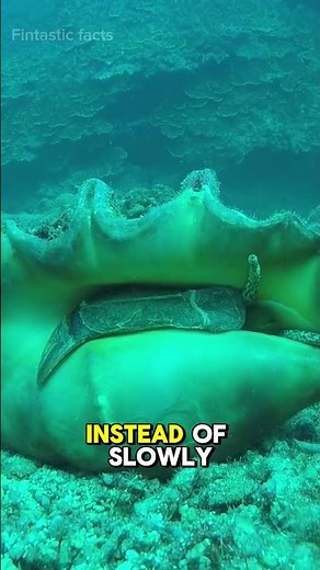 True Conchs Can HOP! 🐚 The Sea Snail That Defies Expectations