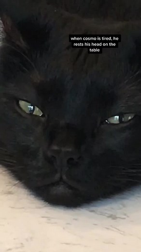 derivakat on TikTok