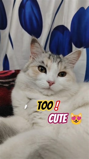 Adorable kitten 😻 | Dory Kitty #cute #cat #pets #shorts