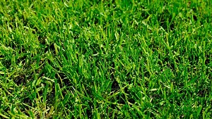 #1 Healthy Tree and Shrub Care | Top Turf