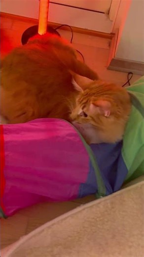 Intense play 🐾🐾🥁🥁😻🎼🦁❤️