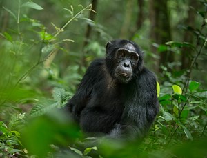 Facts About Chimpanzees - Intelligence, Conservation and Mating