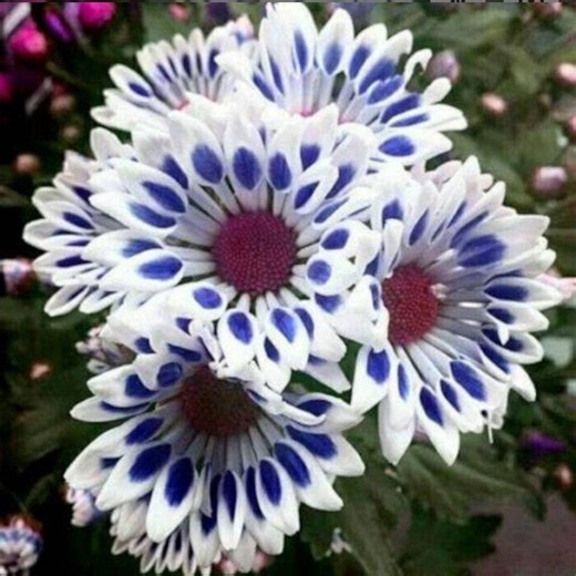 Blue Window Daisy Flower Seeds: Rare Colorful Mix - Spring/summer Blooms - Etsy