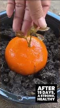 Egg + Orange + Coke?! This Mandarin Growing Hack Shocks the Internet 🍊🥚