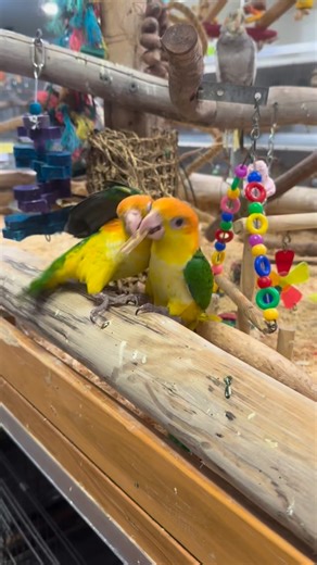 🥊 Who will be the winner?! Two baby white-bellied caiques… one stick… zero chance of sharing 😆 This is classic caique behaviour — playful, bouncy, and full of personality. It’s not aggression, it’s enrichment, curiosity, and baby birds learning how to interact with the world (and each other). Winner gets the stick… loser plans the rematch 🐦💚 #Birdsville #Petsville #WhiteBelliedCaique #BabyParrots #ParrotPlay | Birdsville / Petsville - Bird & Small Animal Specialists