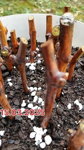 3.4K views · 43 reactions | Cara semai cutting anggur import bolo...keren #reel #fbpro #pengikut #fyp | Mas Jaro | Facebook