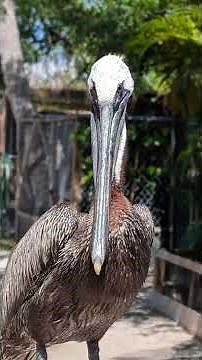 Brown Pelicans | Fun Facts with Katie | Peace River Wildlife Center