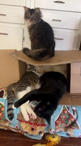 It never fails… leave one empty box sitting around for TWO seconds and suddenly it’s prime real estate 🤣 | Mrs Happy Homemaker