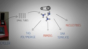 PCR - Polymerase Chain Reaction Simplified