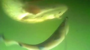 8.3K views · 83 reactions | Baaaam! Big pike follow and hit on 34 cm blue shad. #pike  via Pike Team Ferrari at bit.ly/PikeTeamFerrari - Thanks for the submission!! See more top clips on Thrill On's Fishing Channel at www.thrillon.com/fishing. | Thrill On Fishing | Facebook