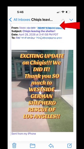 The update we’ve all been waiting for!!! #gsdsoftiktok #blackgsdsoftiktok #chiqis