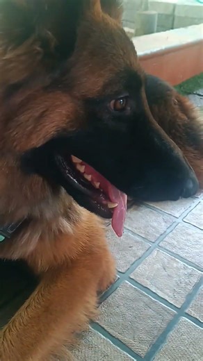 Just Two Best Buddies 🥺🐶 #germanshepherd #doglife #cutepuppy #dogsofyoutube