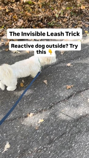 How To Train Your Dog | Dog Training Tips on Instagram: "Time: 2 minutes Result: dog checks in instead of fixating 1️⃣ Hold leash loose 2️⃣ Quietly step backward 3️⃣ When dog follows → YES + treat 4️⃣ Repeat 8 times before any trigger appears You’re installing automatic attention before problems start. Comment BARK to get the ESEE 2.0 reactivity blueprint."