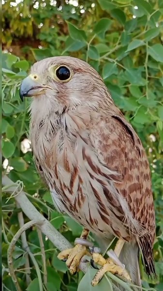Owl with human voice understanding