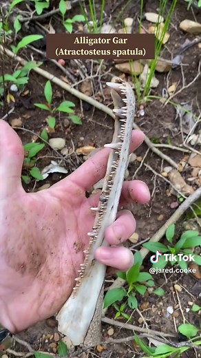 During the hottest phase of the entire Cenozoic (the Eocene), temperatures soared as much as 27 degrees F higher than today (15 C). Ice caps didn’t cover the poles even in winter, and jungles stretched across North America. These were the circumstances that these little tropical crabs thrived, along sandy reefs of inland modern day Texas. What a beautiful world to glimpse in to. . . . #fossils #fossilhunting #paleontology