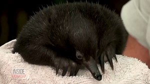 14K views · 553 reactions | Milly is a puggle, or as veterinarians would say, an echidna. Animal experts at Taronga Wildlife Hospital in Australia believe Milly is an orphan because she was found around 35 days old without a mother nearby. As with a new baby of any species, keepers have taken care of Milly around the clock. Due to overhunting and the loss of their natural habitats, echidna are considered critically endangered. | Inside Edition | Facebook