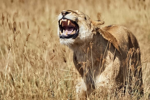 How Do Lions Communicate With Each Other?