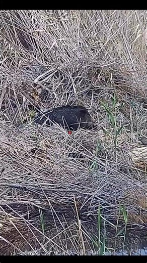 Wild Boar Hunting in Russia 🇷🇺 | Dangerous Hunt in Snow Forest