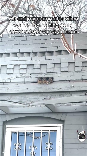 Squirrels Poke Head Out Of Hole In Building