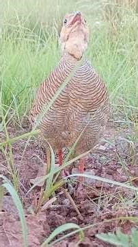 Desi teetar ki awaz Gray francolin voice tetar sounds