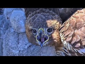 LIVE CAM Cornell Red-TAILED HAWK NEST