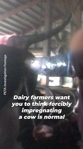 61K views · 1.4K reactions | If shoving a human arm inside a cow looks violent and invasive, that’s because it is. Dairy is built on sexual abuse — there’s nothing "혯혢혵혶혳혢혭" about it. | PETA (People for the Ethical Treatment of Animals) | Facebook