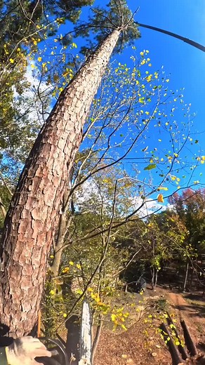 Cutting #treeremoval #treework #fyp #climbing #chainsaw #chainsaw #treeservice #climb #outdoors #treeservice #treelife #arborist #arboristlife #crane #cranelife | Dixon Guzmán