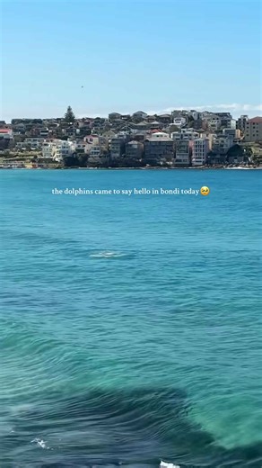 Dolphins leaping through crystal waves at Bondi Beach
