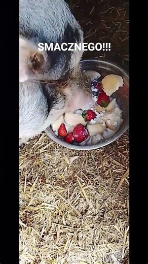 👉 “Śniadanko świnki 😂🐷”