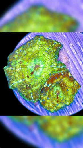 ASD New Mushroom Coral Drop (Wednesday, January 21st)