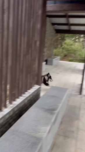 Dogs are running too fast🤣🤣🤣#dog #funny #dogsoftiktok #fyp #pet | Yeni-Garcia