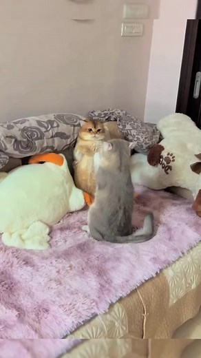 2.7K views · 57 reactions | Cute  #cute #cat | Kawaii Kat | Facebook