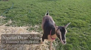 What it’s like having Nigerian Dwarf Goats